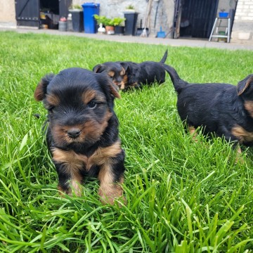 Yorkshire terrier