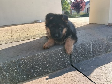 Owczarki niemieckie