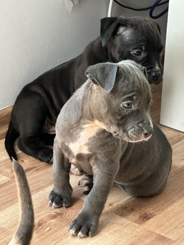 Szczeniaki Amstaff