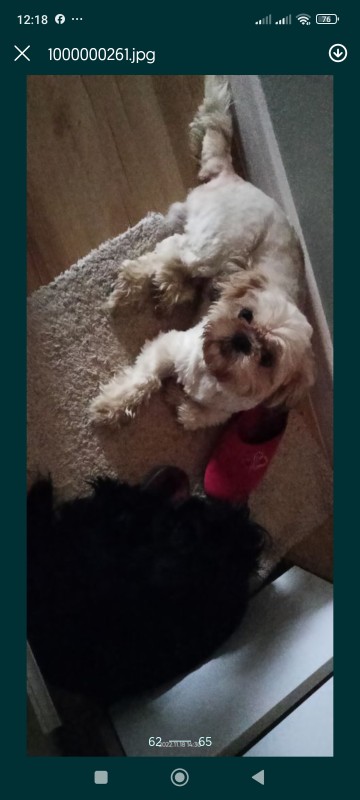 Dorosłego psa rasy shih tzu kupie!!