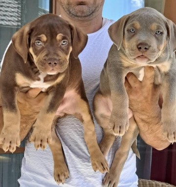 American bully XL szczenieta  juz do odbioru rodowód Abkc