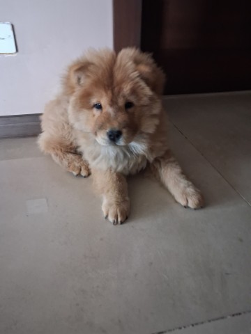 Sprzedam Chow Chow