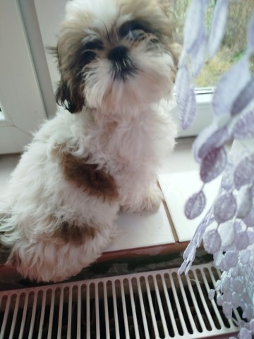 Shih tzu