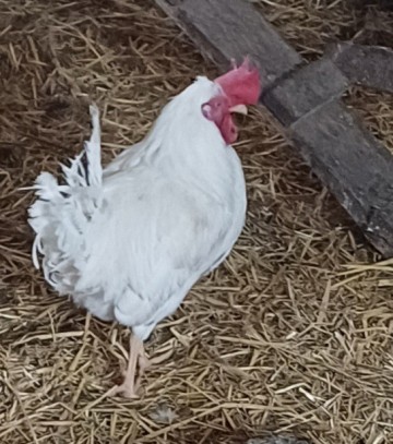 Sprzedam Koguta Leghorn