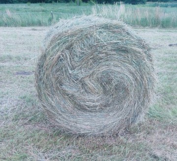 Sprzedam SIANO