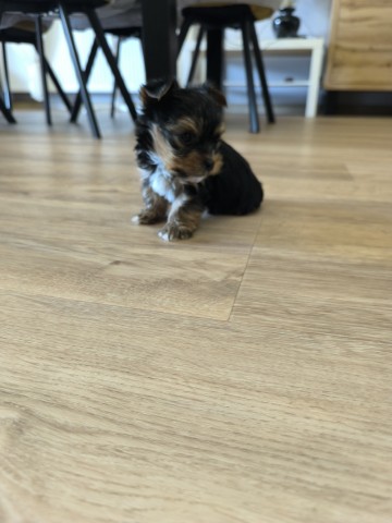 Sprzedam York terrier