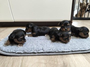 Sprzedam York terrier