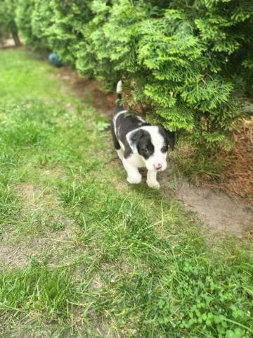 Oddam amstaff