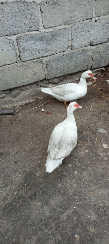 Sprzedam kaczora francuskiego