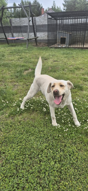 Oddam za darmo labradora