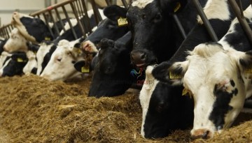 Pożyczka na zakup krów  Oprocentowanie 0%