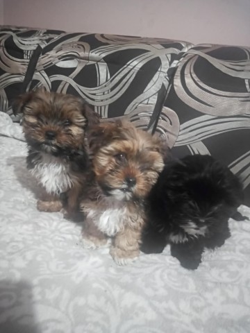 Mieszanka shi-tzu z yorkiem