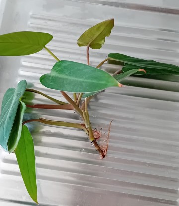 Filodendron czerwieniejący
