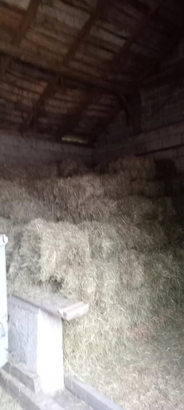 Sprzedam tegoroczne siano w kostce