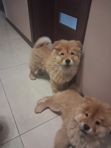 Sprzedam Chow Chow