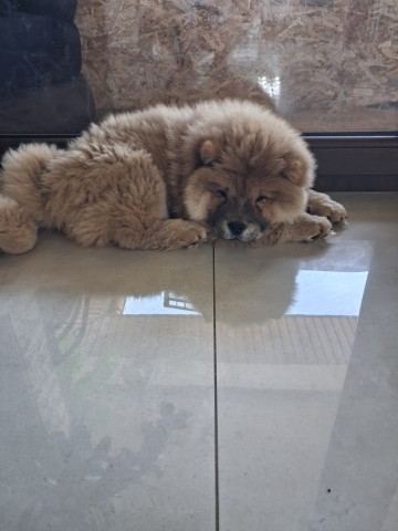 Sprzedam Chow Chow