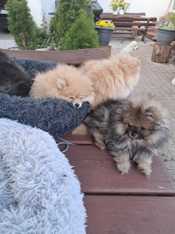 Pomeranian -szpic