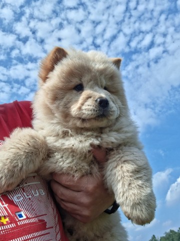 Sprzedam Chow Chow