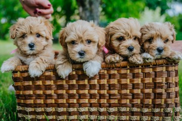 Maltipoo