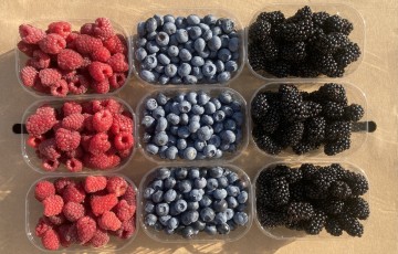 MALINY JERZYNY BOROWKI