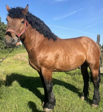 Sprzedam ogiera zimnokrwistego