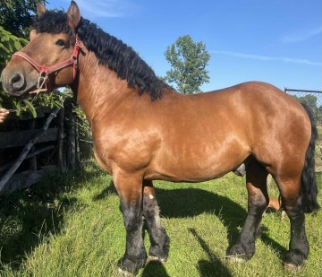 Sprzedam ogiera zimnokrwistego