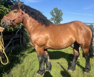 Sprzedam ogiera zimnokrwistego