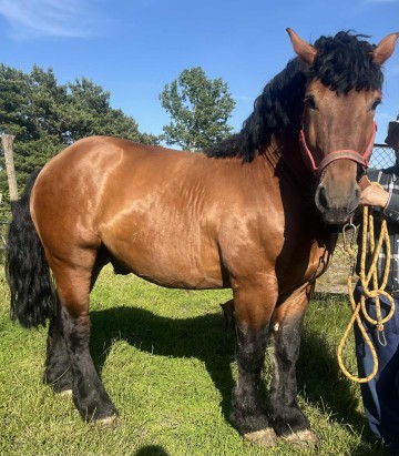 Sprzedam ogiera zimnokrwistego