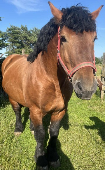 Sprzedam ogiera zimnokrwistego