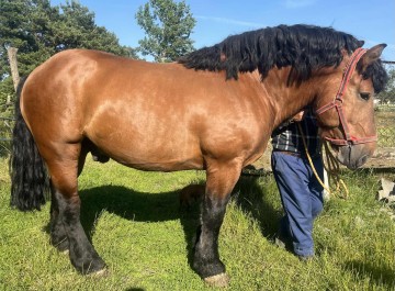 Sprzedam ogiera zimnokrwistego