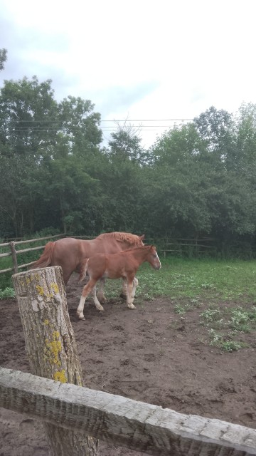 Sprzedam klacz zimnokwista że źrebakiem