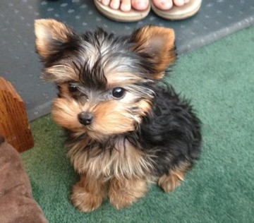 Szczenięta yorkshire terrier do adopcji.