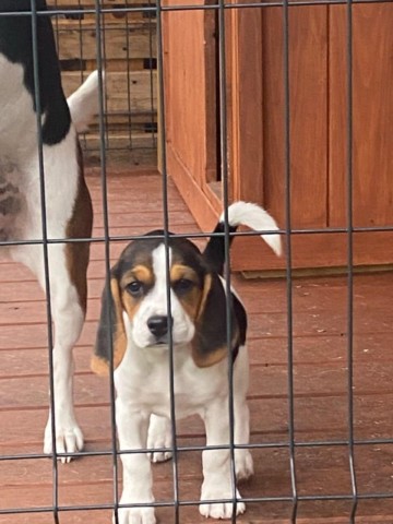 Suczka Beagle